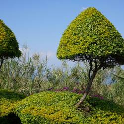 Ich schneid die Hecken schön.......