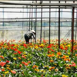 Blumen-Farm, Da Lat