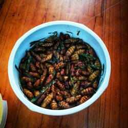 Geröstet Raupe habe ich auch gegessen