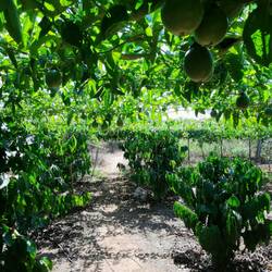 Mitten in der Obst-Plantage