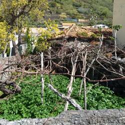 Someon's little grapevine garden.