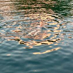 Marion badet in purem Gold 😄