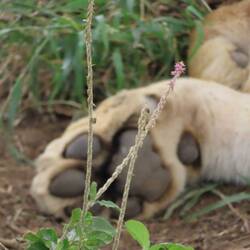 I love animal feet ... cute, ey?