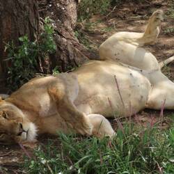 Full belly, nap time - they just ate a wildebeest