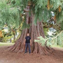 Rainer unter einem Sequoiadendron giganteum
