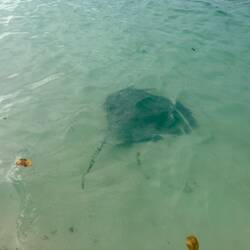 Amerikanischer Stachelrochen