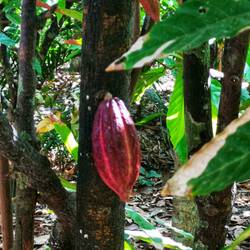 Kakaoplantage