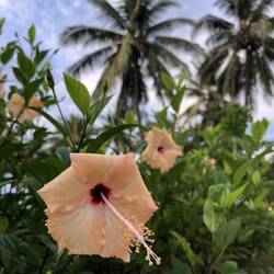 Erster Hibiskus