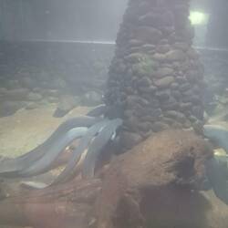 Giant Eels