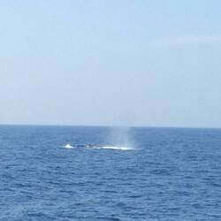 If you look carefully, you can see the whale!!