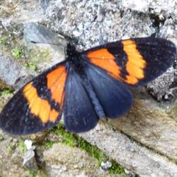 Mooie vlinder @ Kuelep