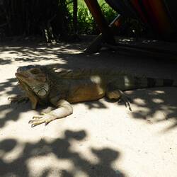 Lizzard @ hostel Montañita