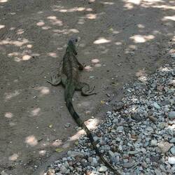 Lizzard @ hostel Montañita