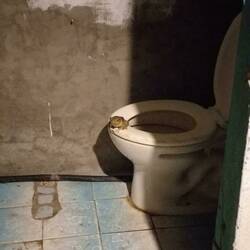 Onverwachte bezoeker in de avond... @ Puerto López