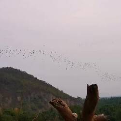 Fledermäuse bei Sonnenuntergang, Batcave