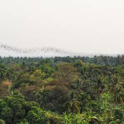 Fledermäuse bei Sonnenuntergang, Batcave
