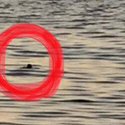 Eine Schildkröte besucht uns im Abendlicht