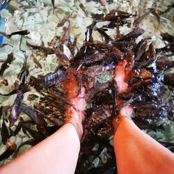 Ich habe die Fische gefüttert