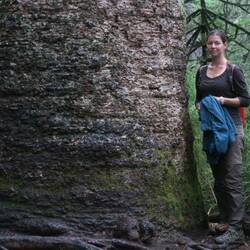 Riesige Araukarientannen im Parque National 'Conguillio'