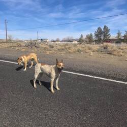 Neugierige Hunde mitten auf der Straße