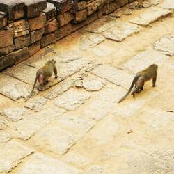 Die Affen sind hier zu Hause