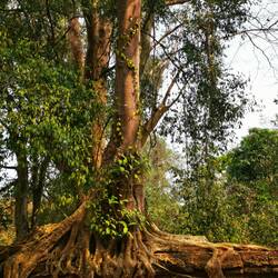 Baum wächst auf Mauer