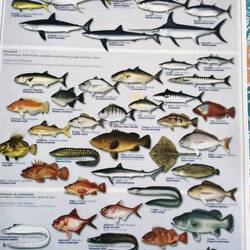 A chart of the fish in the Azores