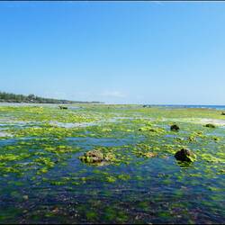 Ebbe vor der Ostküste Zanzibars