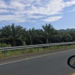 Endlose Palmölplantagen 🌴