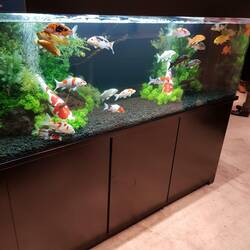 Mais ou est le saké ?