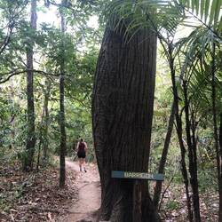 Boom die water opslaat