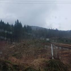 Lots of logging...