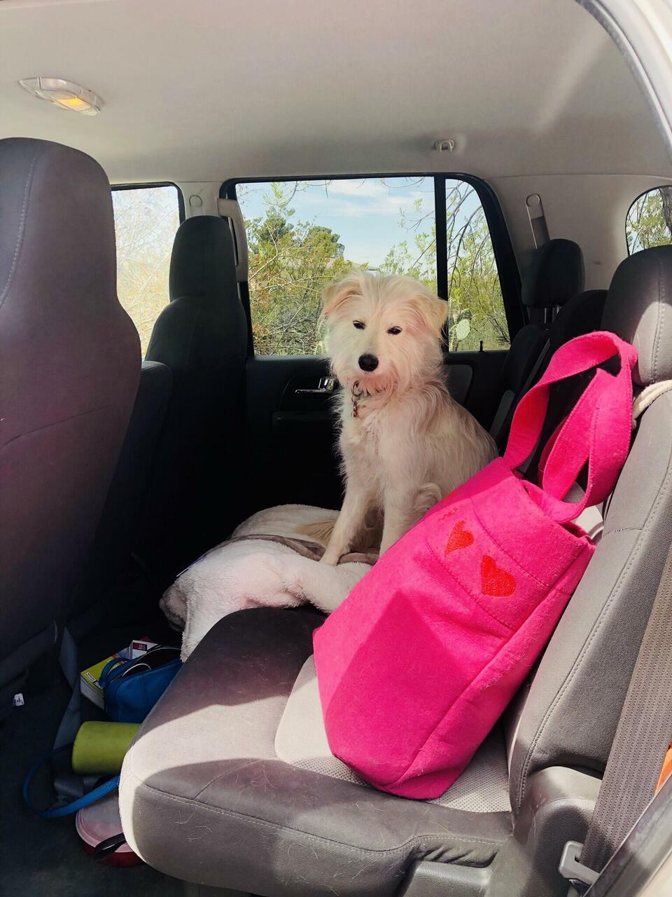 Hunde warten schon Stunden vorger im Auto.