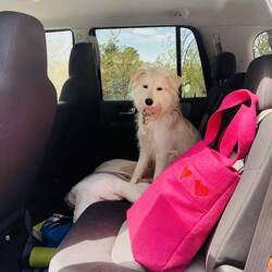 Hunde warten schon Stunden vorger im Auto.