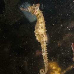 Seahorse