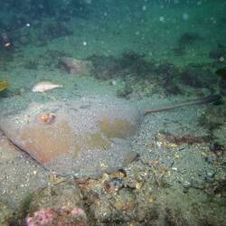 Sting Ray (Stachelrochen)