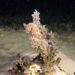 sea horse (Seepferdchen)
