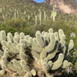 Colla mit gräslichen Widerhaken