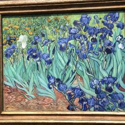Irises von van Gogh. Eins seiner 135 Gemälde aus seinem letzten Lebensjahr.