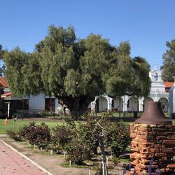 Der älteste Peppertree in CA.