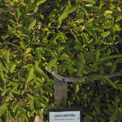 Kokablätter Strauch