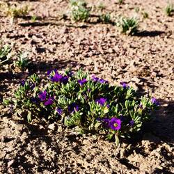 Auch hier gibt es wild flowers aber eher klein und zart.