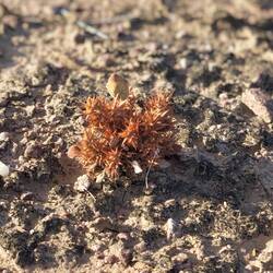 Heute gingen John und ich mit drn Hunden und Snowy rannte wie der Wind.