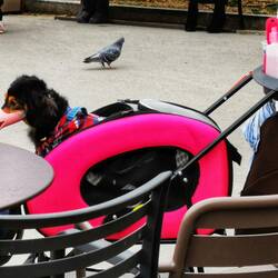 Japaner fahren ihre Hunde gerne rum