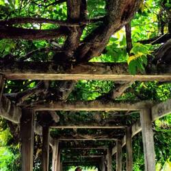 Was für ein Blauregen