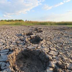 Elephant tracks