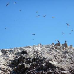 Wenn man genau schaut, sieht man die Pinguine:-)