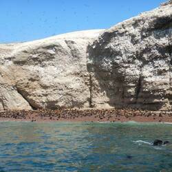 Hunderte von Seelöwen