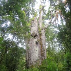 Oudste Kauri