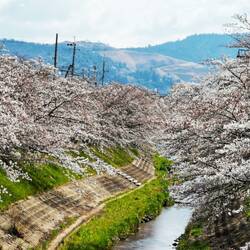 Die Kirschblüte ist jetzt in vollem Gang, Nara